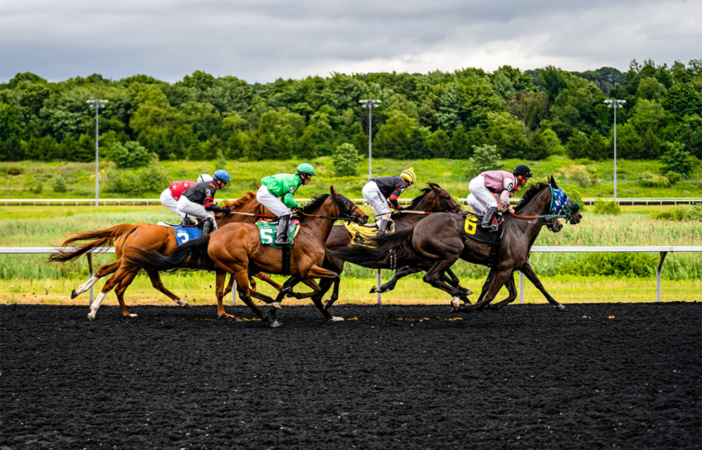horse-course-feature