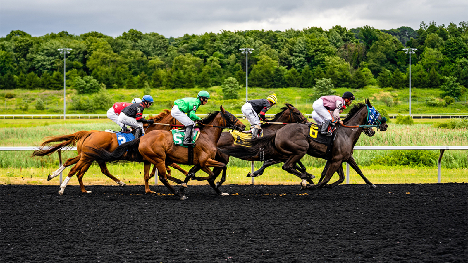 horse-course-feature